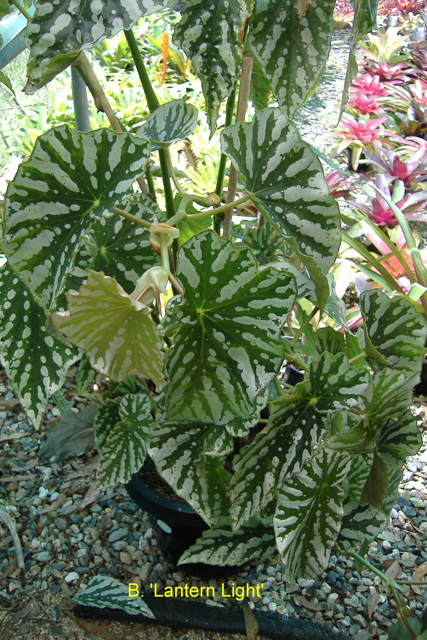 B. ‘Lantern Light’